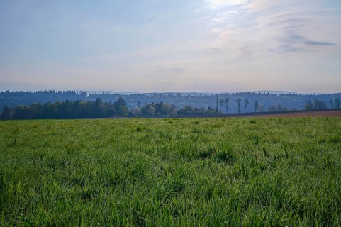 Meadow