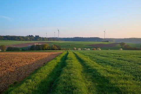 Meadow path