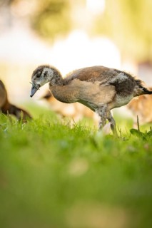 Egyptian goose chick in meadow