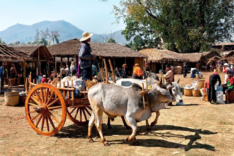 Ox cart at the market