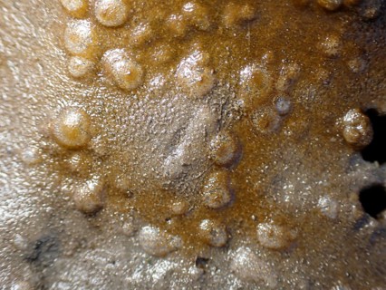 Diatoms