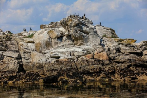 Great cormorant