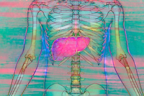 The liver is one of the largest organs in the body with many important functions for metabolism. It converts nutrients from food into substances that the body can use