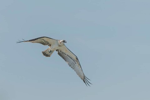Western osprey