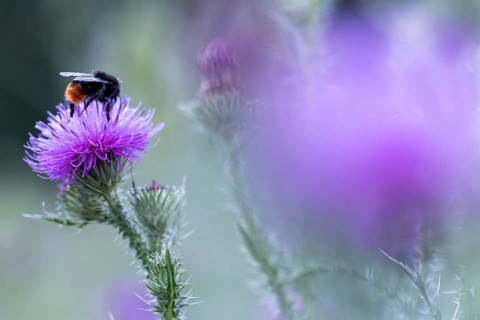 Bumblebee