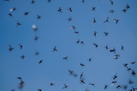 Winged ants