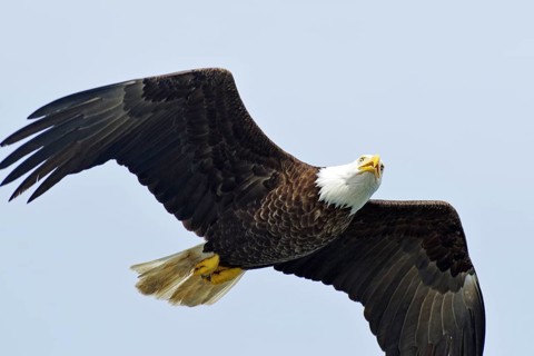 Bald eagle in flight