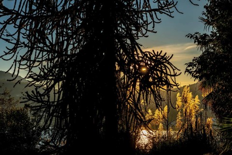 Beautiful Tree and Pampas Grass with Sunlight in Caslano