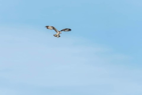 Western osprey