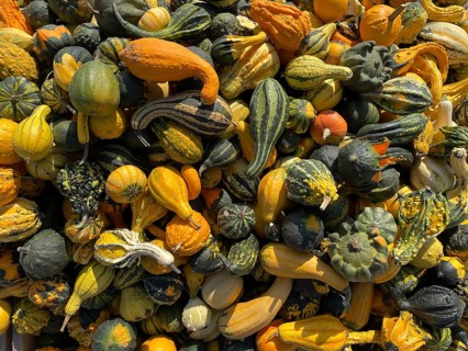 Many pumpkin varieties