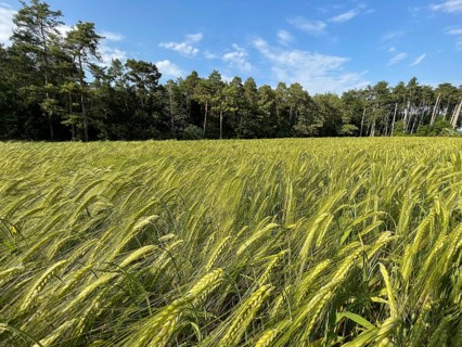 Barley