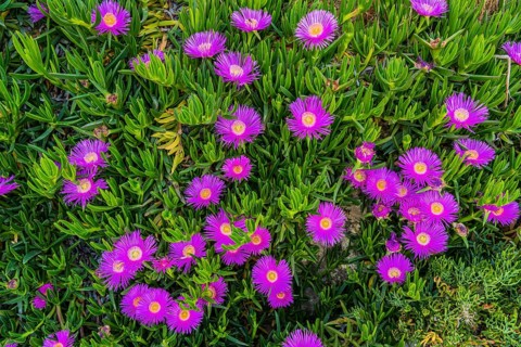Red midday flowers on the Mediterranean island of Crete
