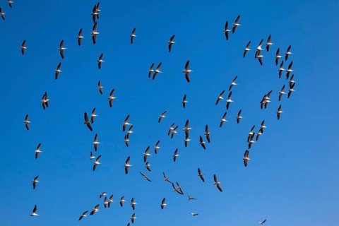 Pelicans