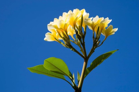 Frangipani