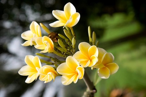 Frangipani