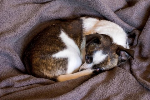 Small Chihuahua dog