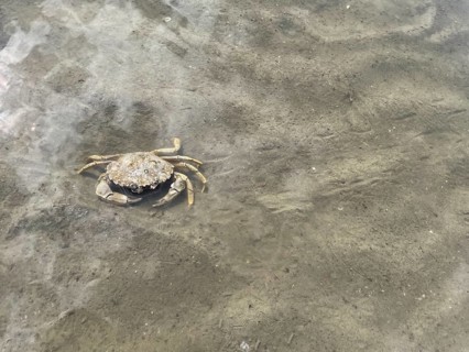Common shore crab