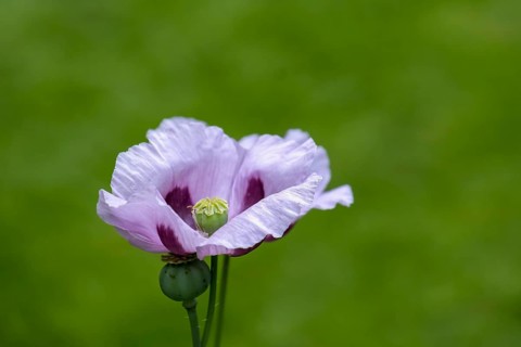 Purple poppy