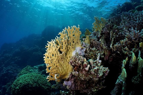 Net fire coral