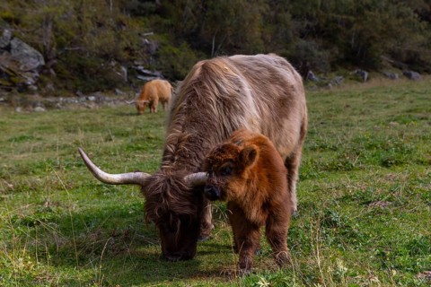 Scottish Highland Cattle