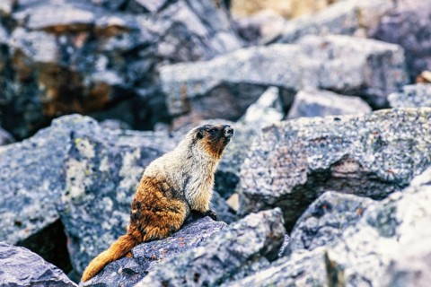 Hoary marmot