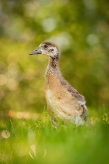 Egyptian goose chick in meadow