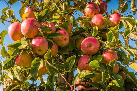 Ripe red apples hanging from the tree ready for harvesting