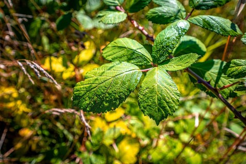 Morning dew on the green leaves of the blackberry plant