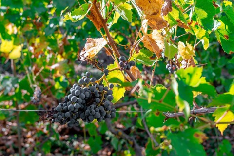 Organic black purple blue grapes riped ready to be harvested in summertime in Martani