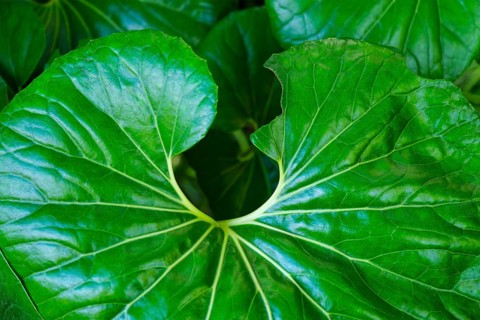Leopard plant Farfugium japonicum Giganteum leaves top view close up texture