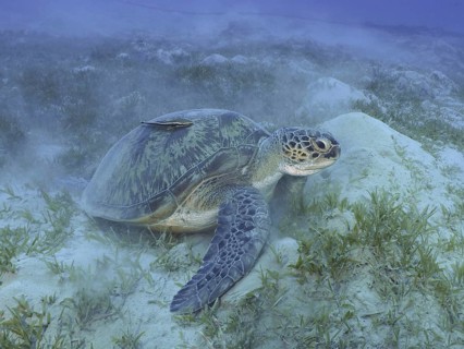 Green turtle