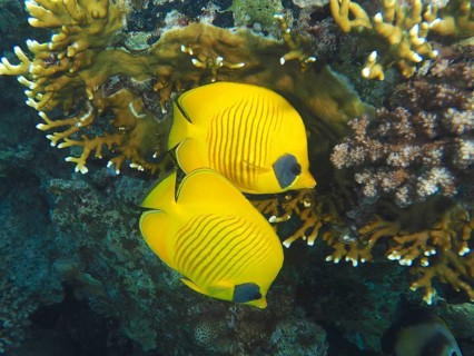 Pair of bluecheek butterflyfish