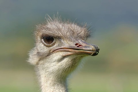 Common ostrich