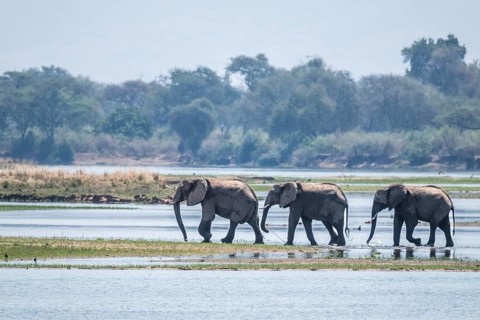Elephants