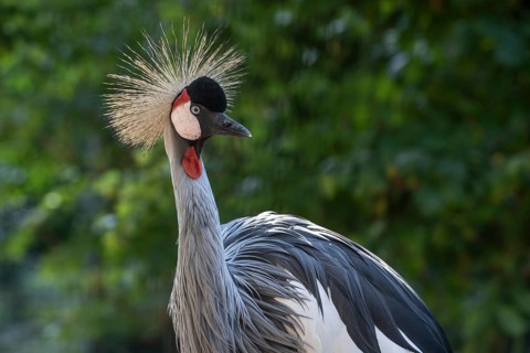 Black crowned crane
