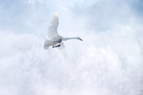 Whooper Swan