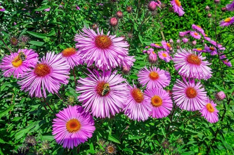 New england asters