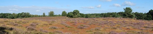 Blooming heathland