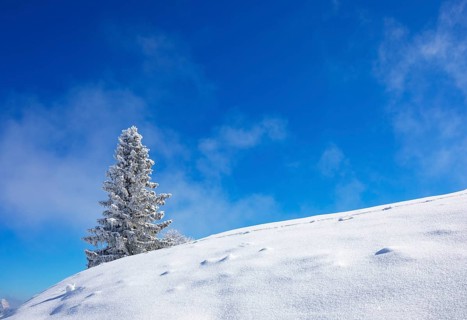 Winter landscape at the Zwoelferhorn with deep snow-covered conifer