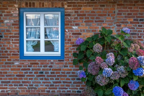 Frisian house with mullioned window and hydrangea bush