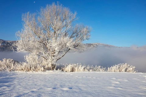 Snowy winter landscape at the Irrsee in the morning mist