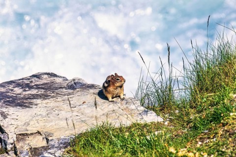 Golden mantled ground squirrel