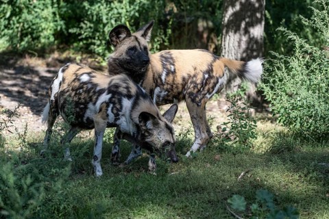 African wild dogs