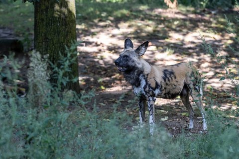 African wild dog