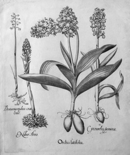 Northern marsh-orchid