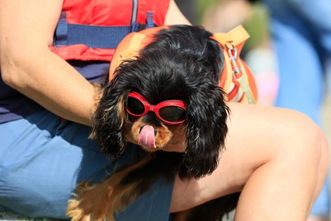Dog of the breed Cavalier King Charles Spaniel with sunglasses and life jacket on the lap of his mistress licking with his tongue over his muzzle