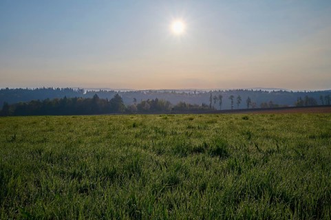 Meadow