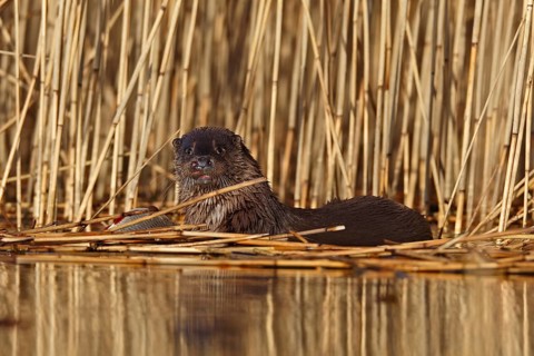 European otter