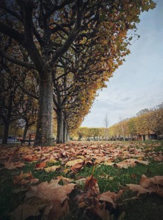 Beautiful day in the autumn park with golden leaves fallen from sycamore trees. Fall season scene