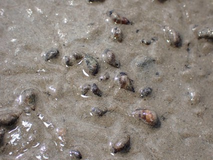 Common mudflat snail